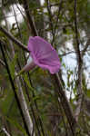 Saltmarsh morning-glory